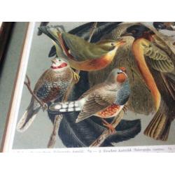Lithografie Stubenvogel Meyers lexicon uit 1809