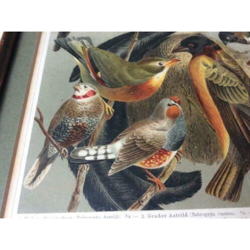 Lithografie Stubenvogel Meyers lexicon uit 1809
