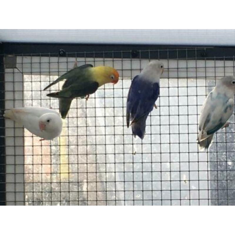 Agapornis fischerie en Personata