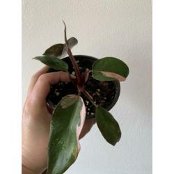 Philodendron Pink Princess