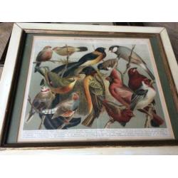 Lithografie Stubenvogel Meyers lexicon uit 1809