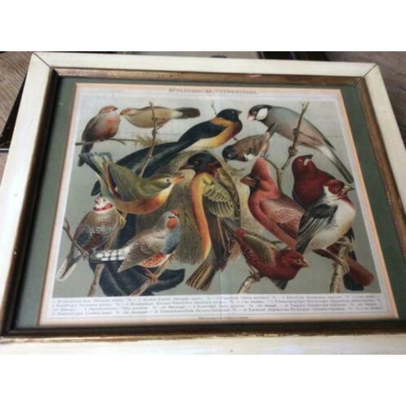Lithografie Stubenvogel Meyers lexicon uit 1809