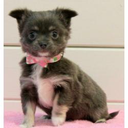 Chihuahua pupjes te koop