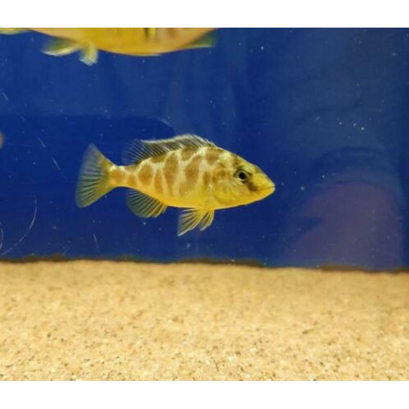 ?? malawi cichlide ??