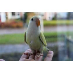 Te koop jonge handtamme agapornis / agapornide pop