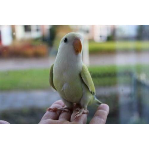 Te koop jonge handtamme agapornis / agapornide pop