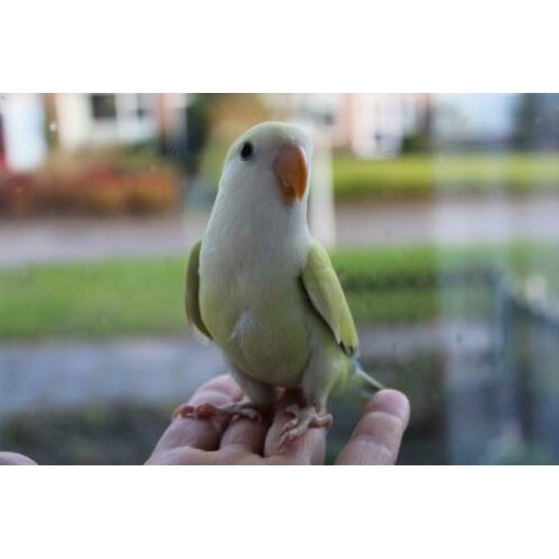 Te koop jonge handtamme agapornis / agapornide pop