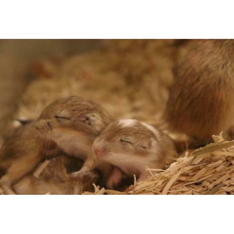 Stamboom Gerbil Pups