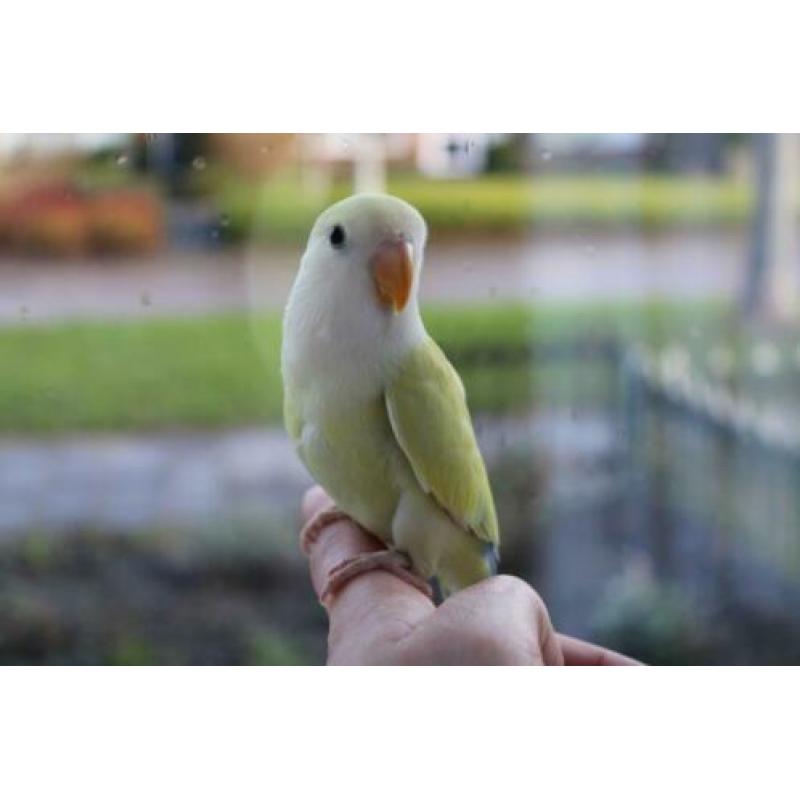 Te koop jonge handtamme agapornis / agapornide pop