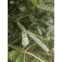 Gratis boom. Picea Abies Mucronata. Zilverspar. 2 meter hoog