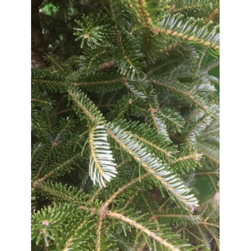 Gratis boom. Picea Abies Mucronata. Zilverspar. 2 meter hoog