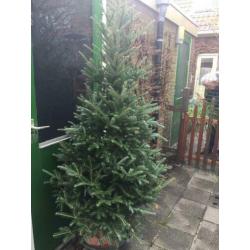 Gratis boom. Picea Abies Mucronata. Zilverspar. 2 meter hoog