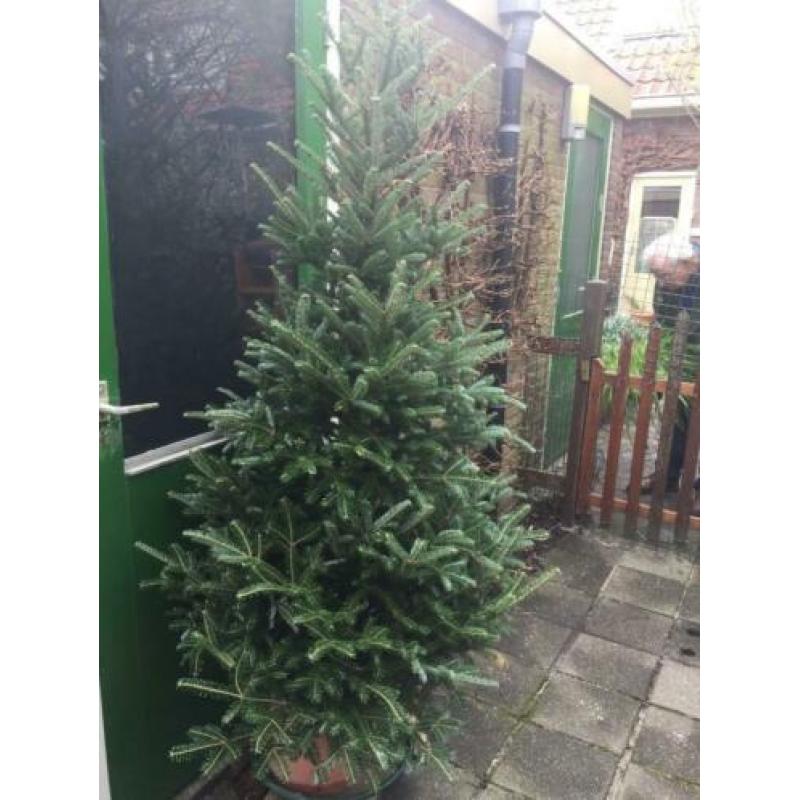 Gratis boom. Picea Abies Mucronata. Zilverspar. 2 meter hoog