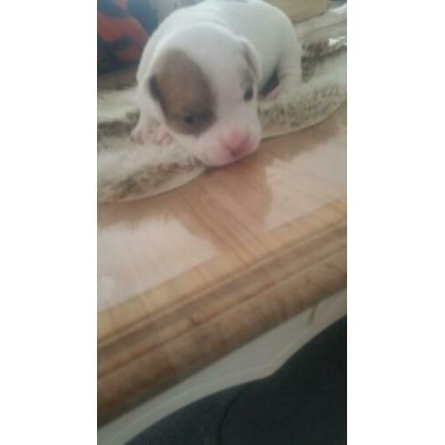 American pocket bully pups