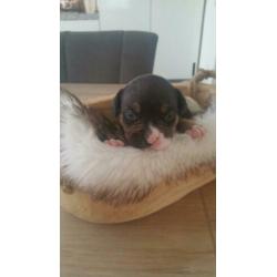 American pocket bully pups