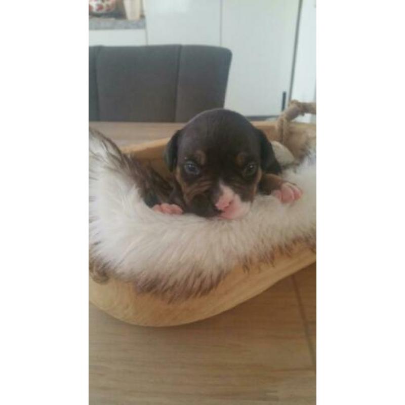 American pocket bully pups