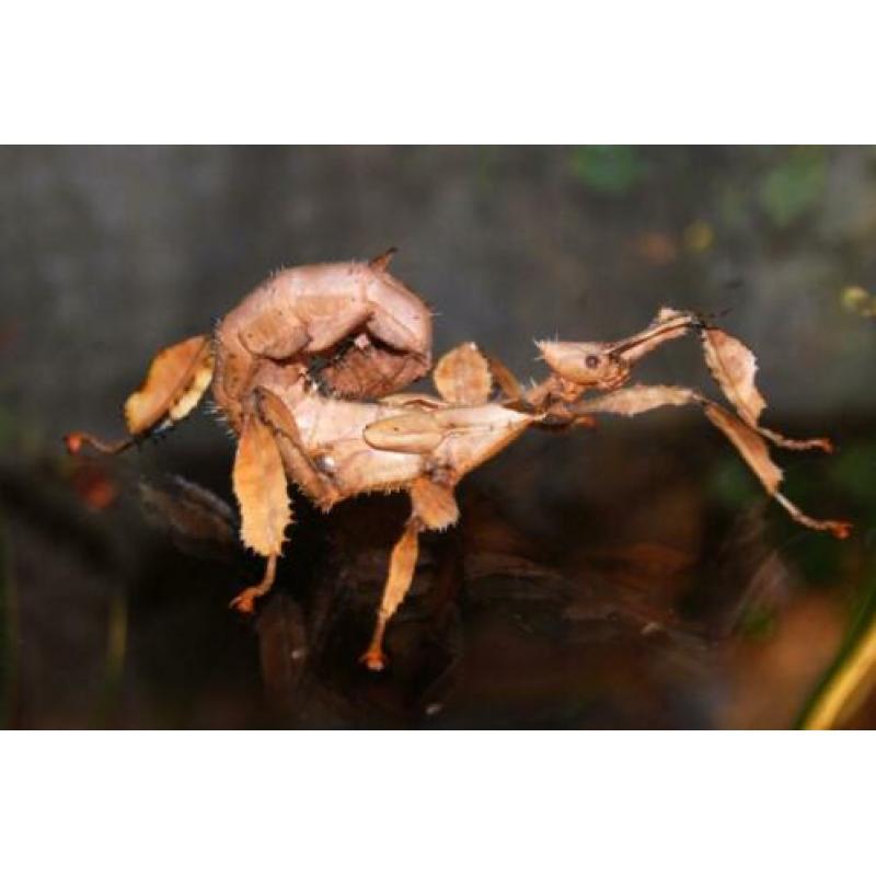 wandelend blad Psg10 phyllium bioculatum, psg9 en psg23