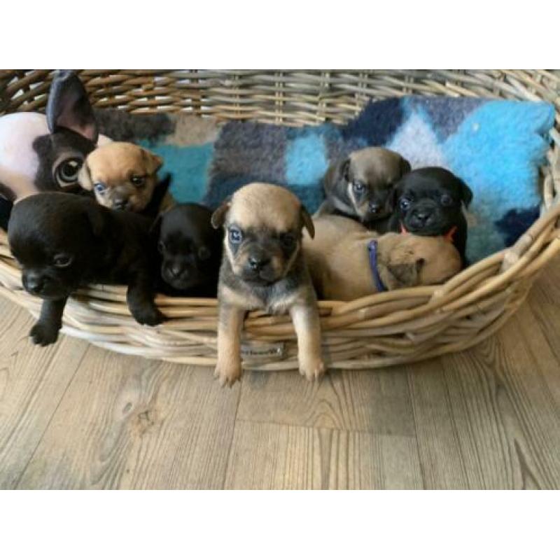 Schattige Mops X kort harige dwerg Teckel