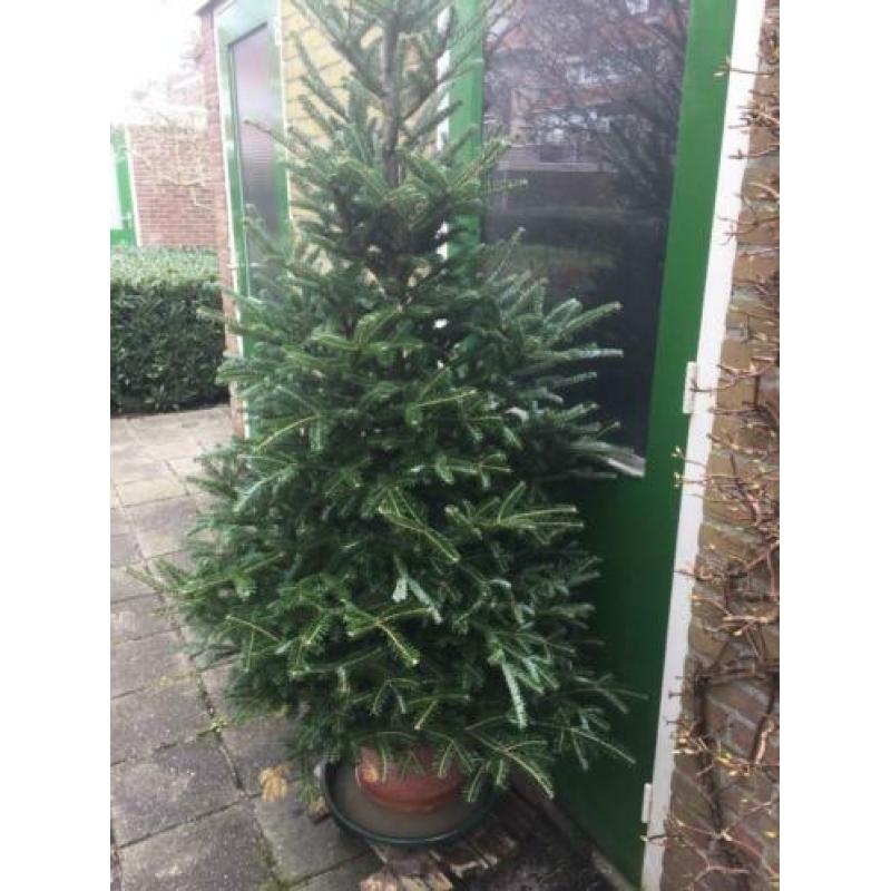 Gratis boom. Picea Abies Mucronata. Zilverspar. 2 meter hoog