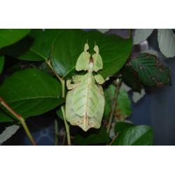 wandelend blad Psg10 phyllium bioculatum, psg9 en psg23