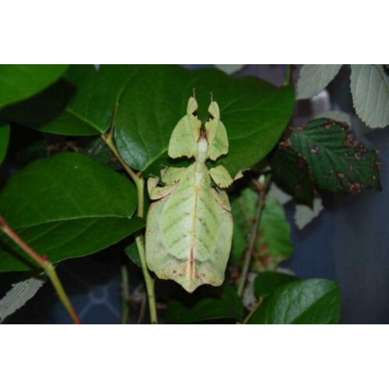 wandelend blad Psg10 phyllium bioculatum, psg9 en psg23