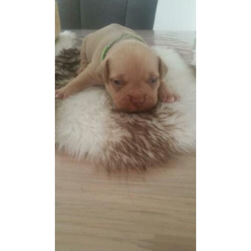 American pocket bully pups