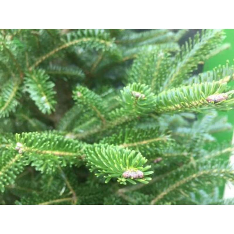 Gratis boom. Picea Abies Mucronata. Zilverspar. 2 meter hoog