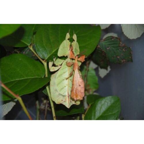 wandelend blad Psg10 phyllium bioculatum, psg9 en psg23