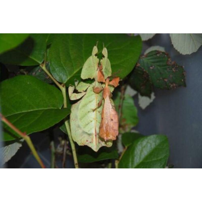 wandelend blad Psg10 phyllium bioculatum, psg9 en psg23