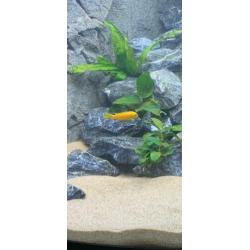 Mbuna Malawi Cichliden; Labidochromis Caeruleus ‘Yellow’