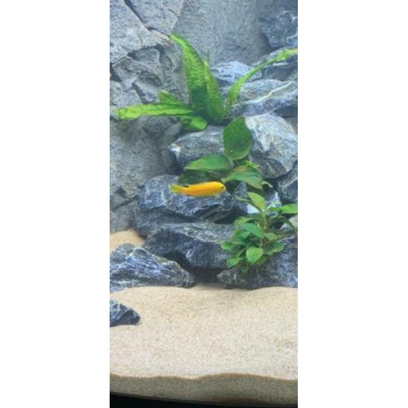 Mbuna Malawi Cichliden; Labidochromis Caeruleus ‘Yellow’
