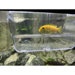 Mbuna Malawi Cichliden; Labidochromis Caeruleus ‘Yellow’