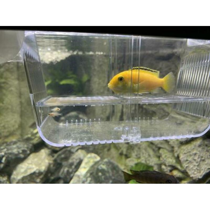 Mbuna Malawi Cichliden; Labidochromis Caeruleus ‘Yellow’