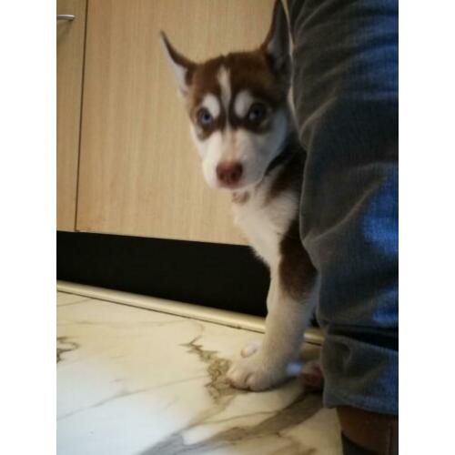Husky pups Broertje &( Zusje Gereserveerd)