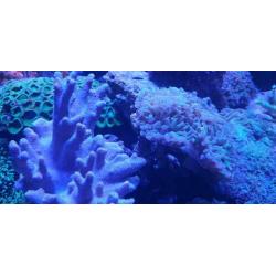 Inhoud zee aquarium te koop