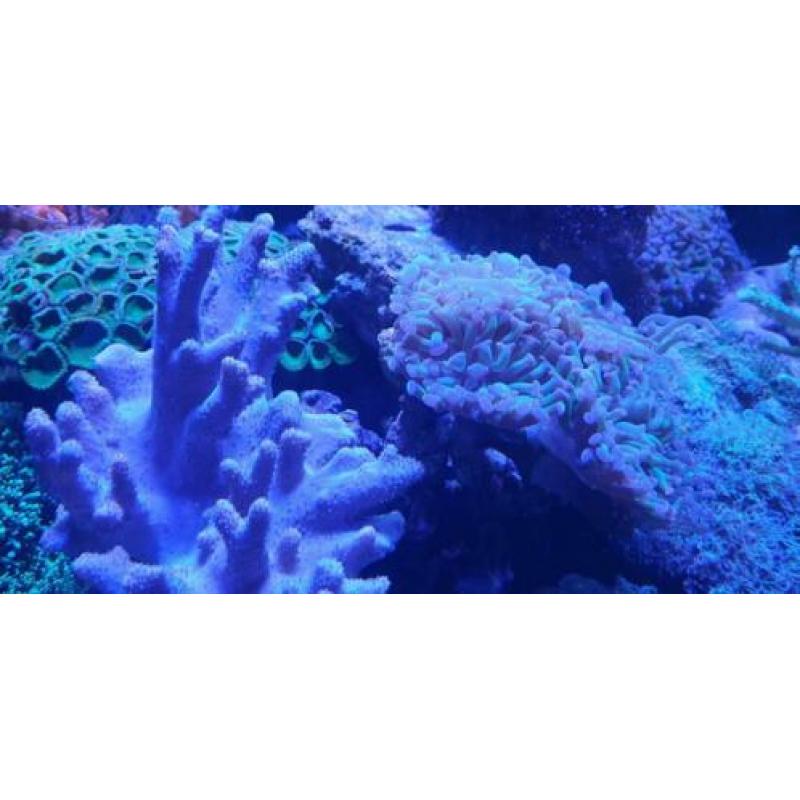 Inhoud zee aquarium te koop