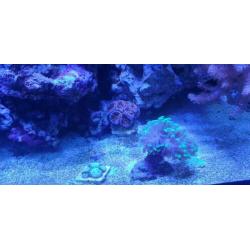 Inhoud zee aquarium te koop