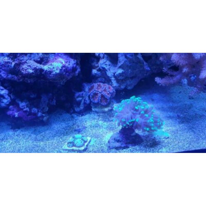 Inhoud zee aquarium te koop