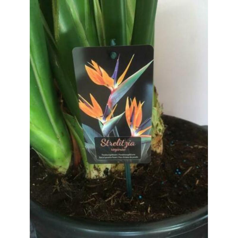 Strelitzia Reginae, 1.80, bloeit en in knop!