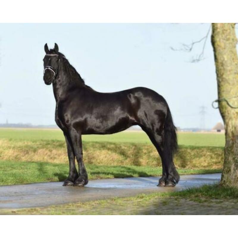 Friese Stermerrie