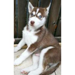 Husky pups Broertje &( Zusje Gereserveerd)