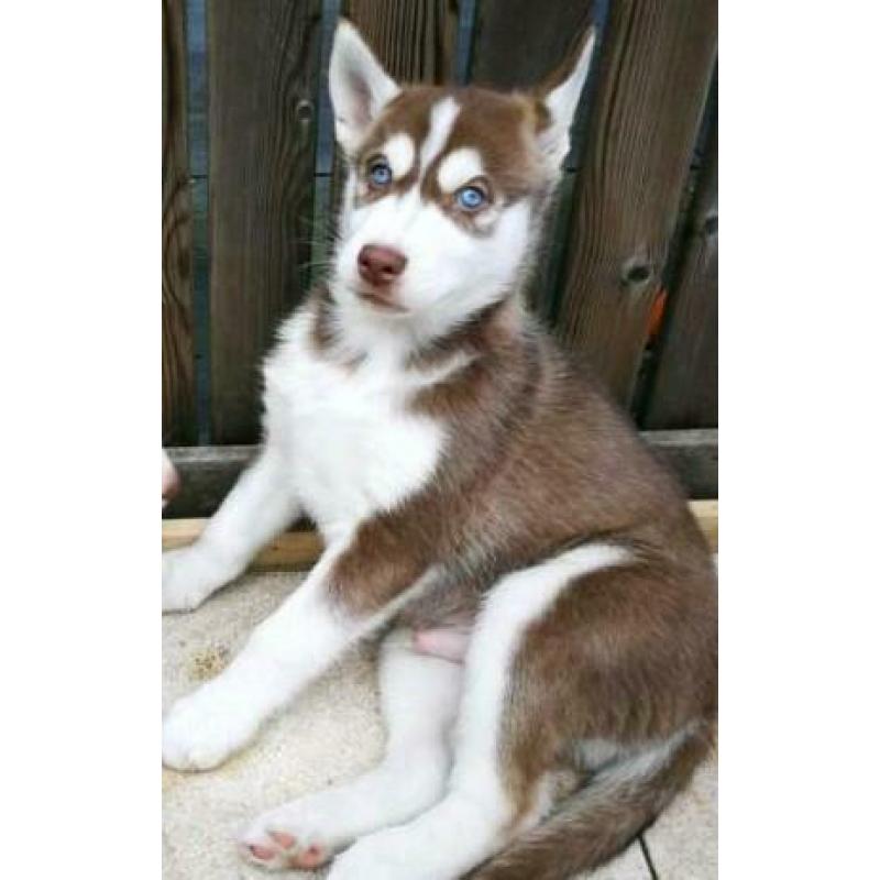 Husky pups Broertje &( Zusje Gereserveerd)
