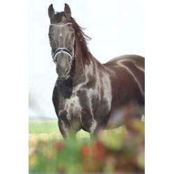 Friese Stermerrie