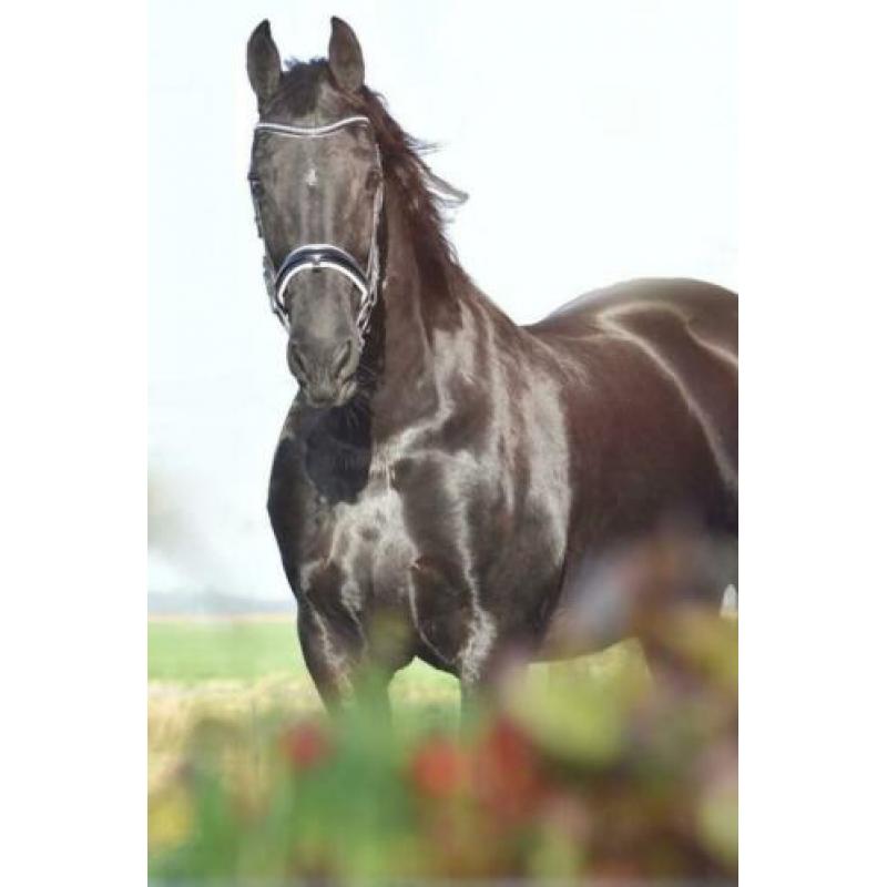 Friese Stermerrie
