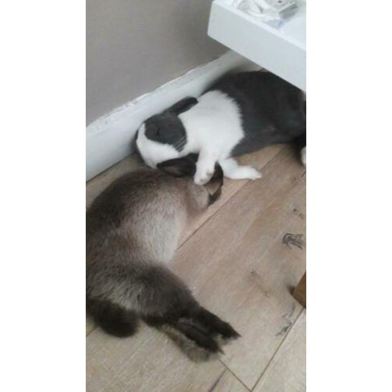 2 lieve konijnen
