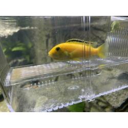 Mbuna Malawi Cichliden; Labidochromis Caeruleus ‘Yellow’