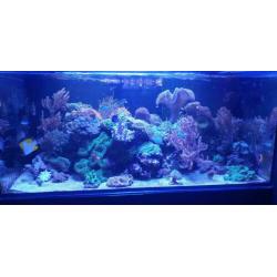 Inhoud zee aquarium te koop