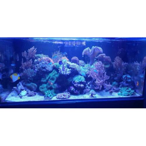 Inhoud zee aquarium te koop