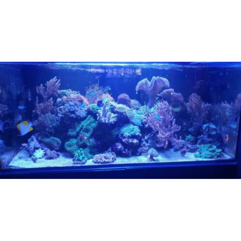 Inhoud zee aquarium te koop