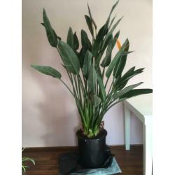 Strelitzia Reginae, 1.80, bloeit en in knop!